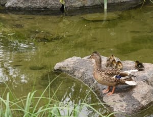 brown mallard duck and ducklings thumbnail