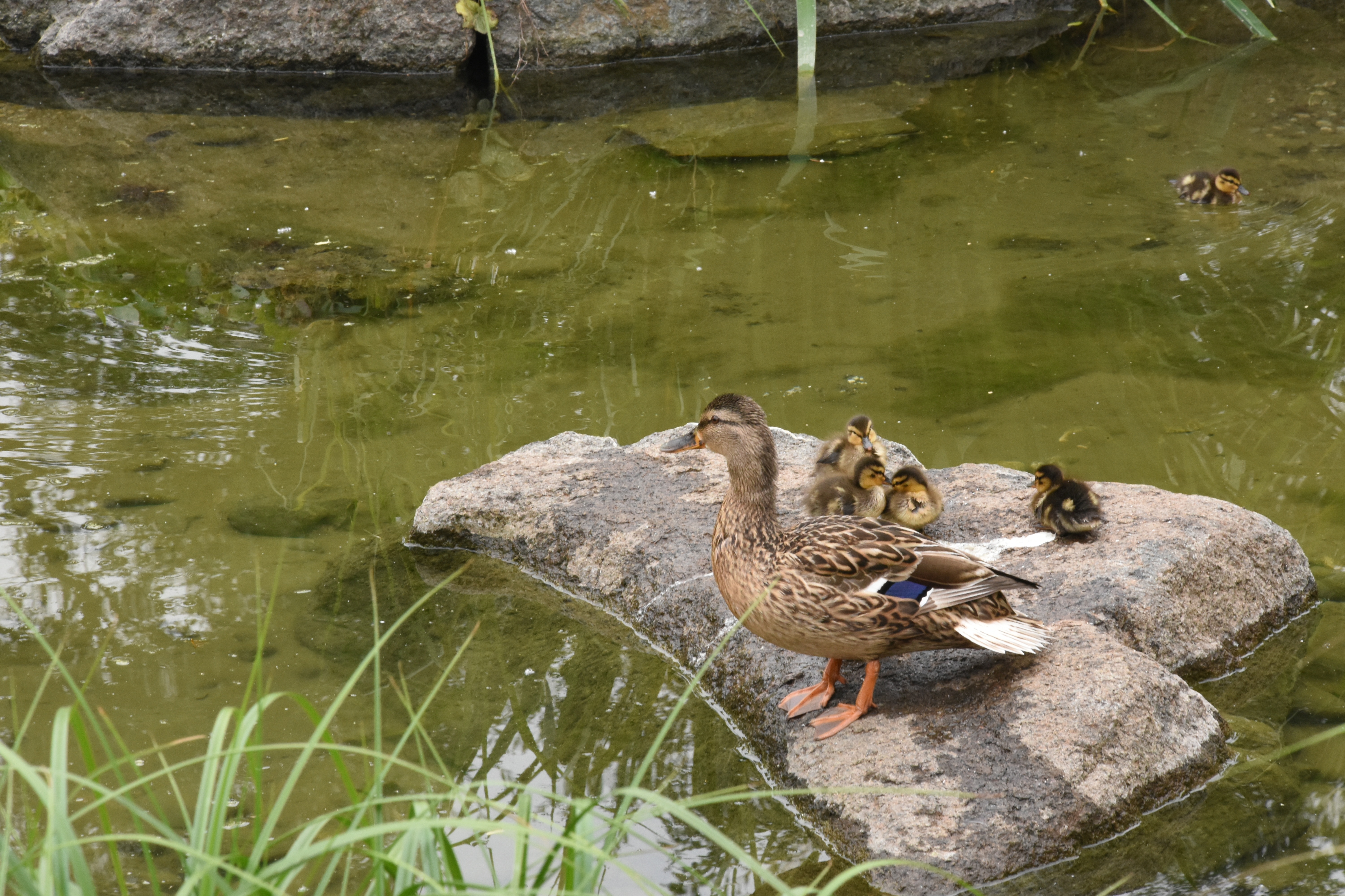 brown mallard duck and ducklings