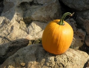 orange pumpkin on brown rock thumbnail
