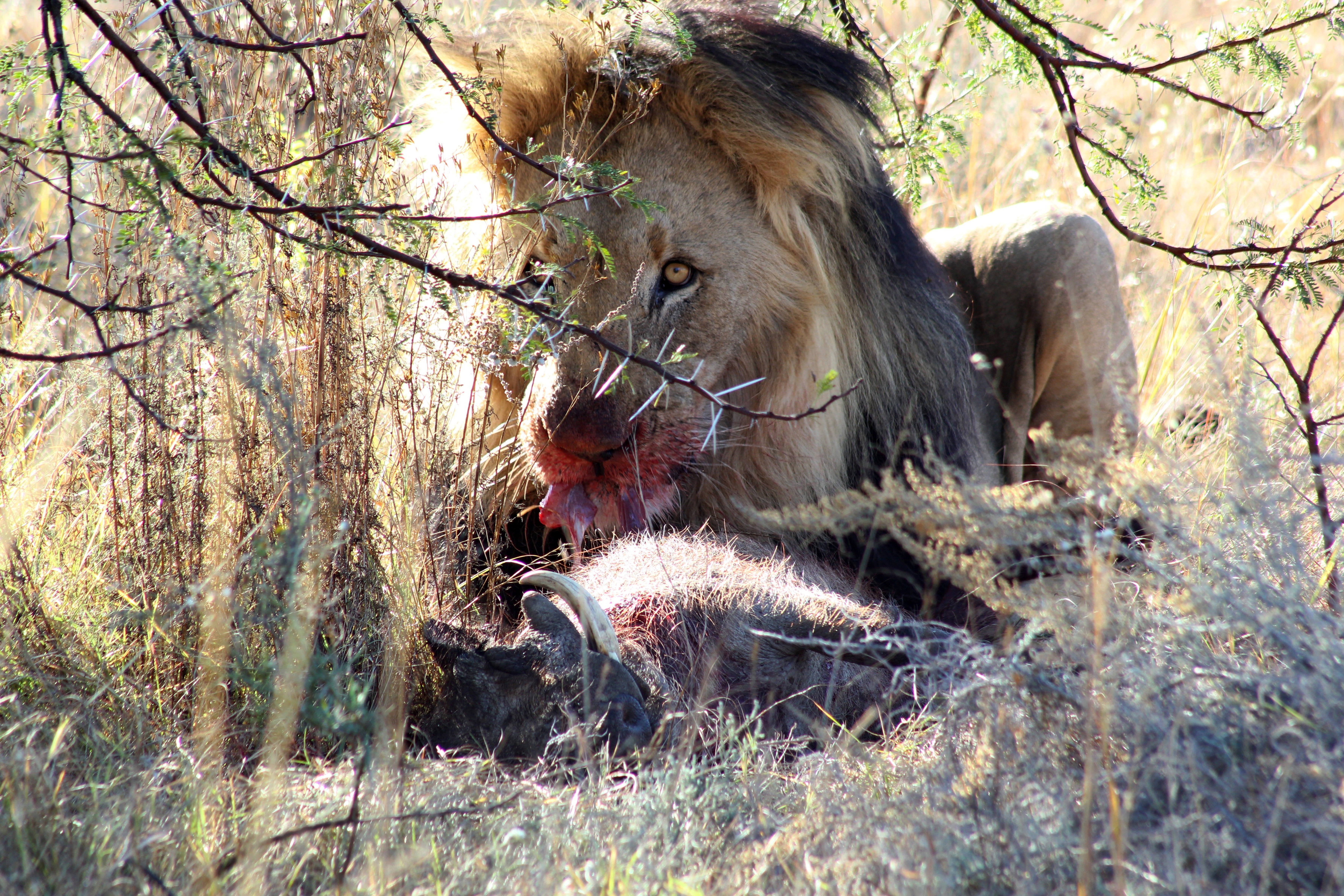 Охота на зверей 2. Львы в дикой природе. Львы на охоте в дикой природе. Львы в дикой природе Африки.