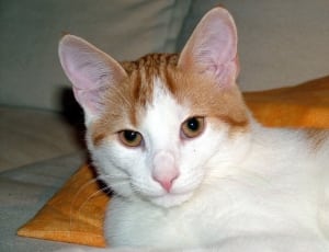 orange and white cat thumbnail