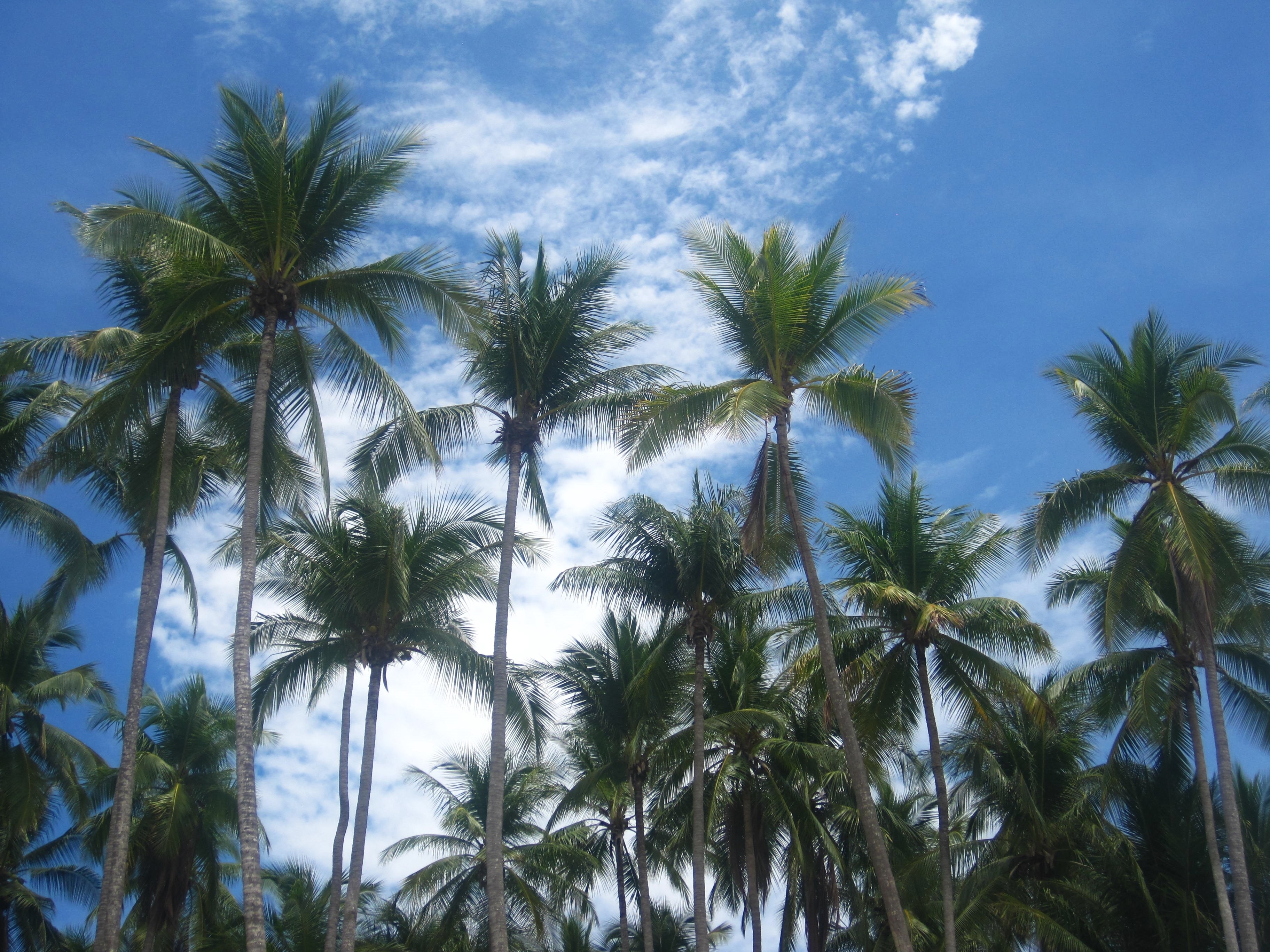 green palm trees