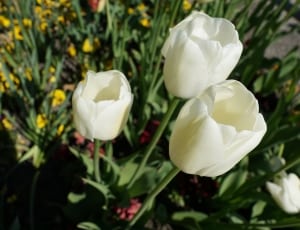 3 tulips thumbnail