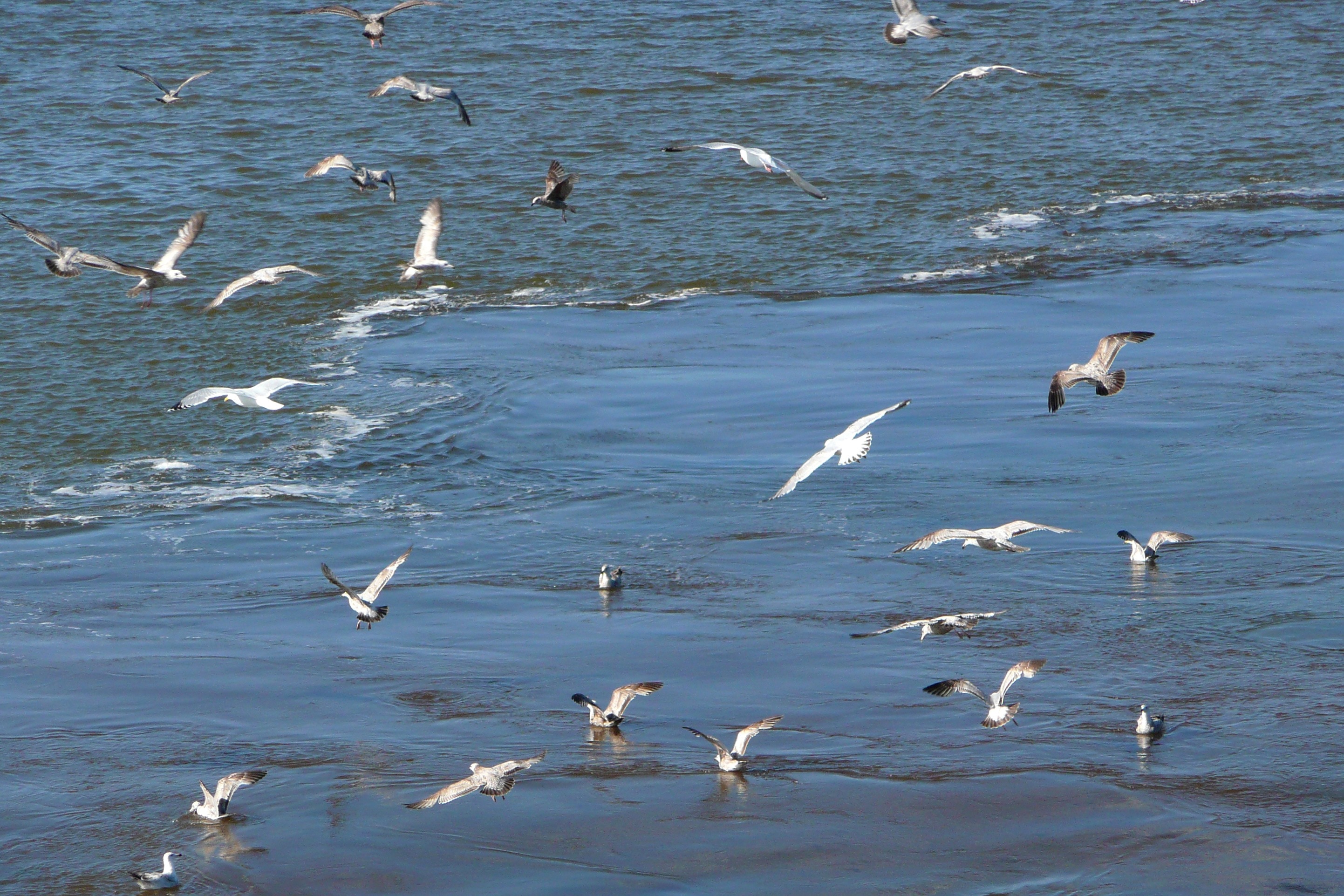 seagulls