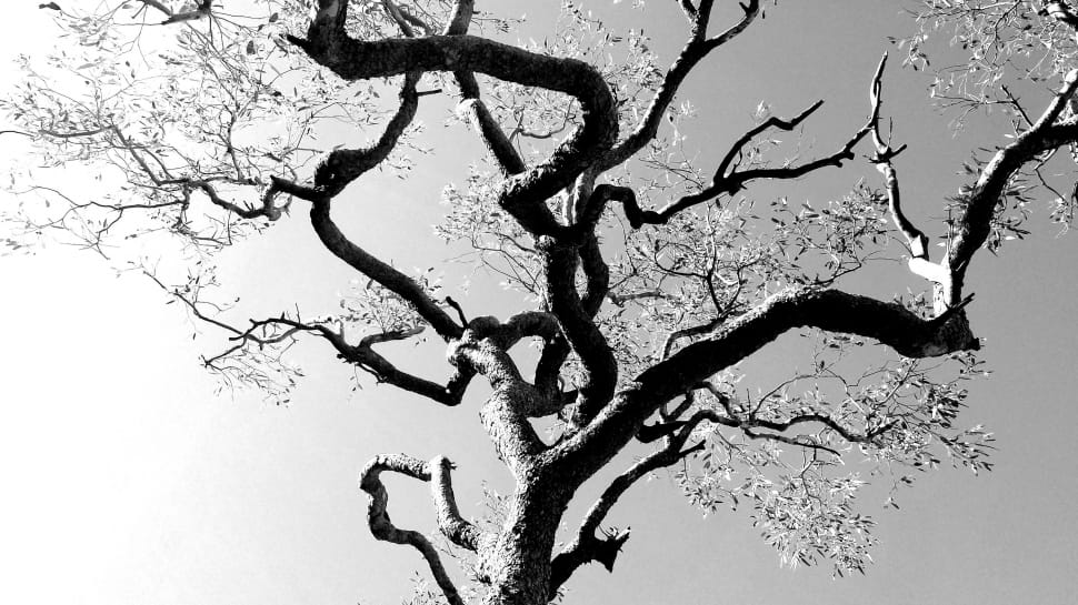 leafless tree grayscale photo preview