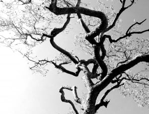 leafless tree grayscale photo thumbnail