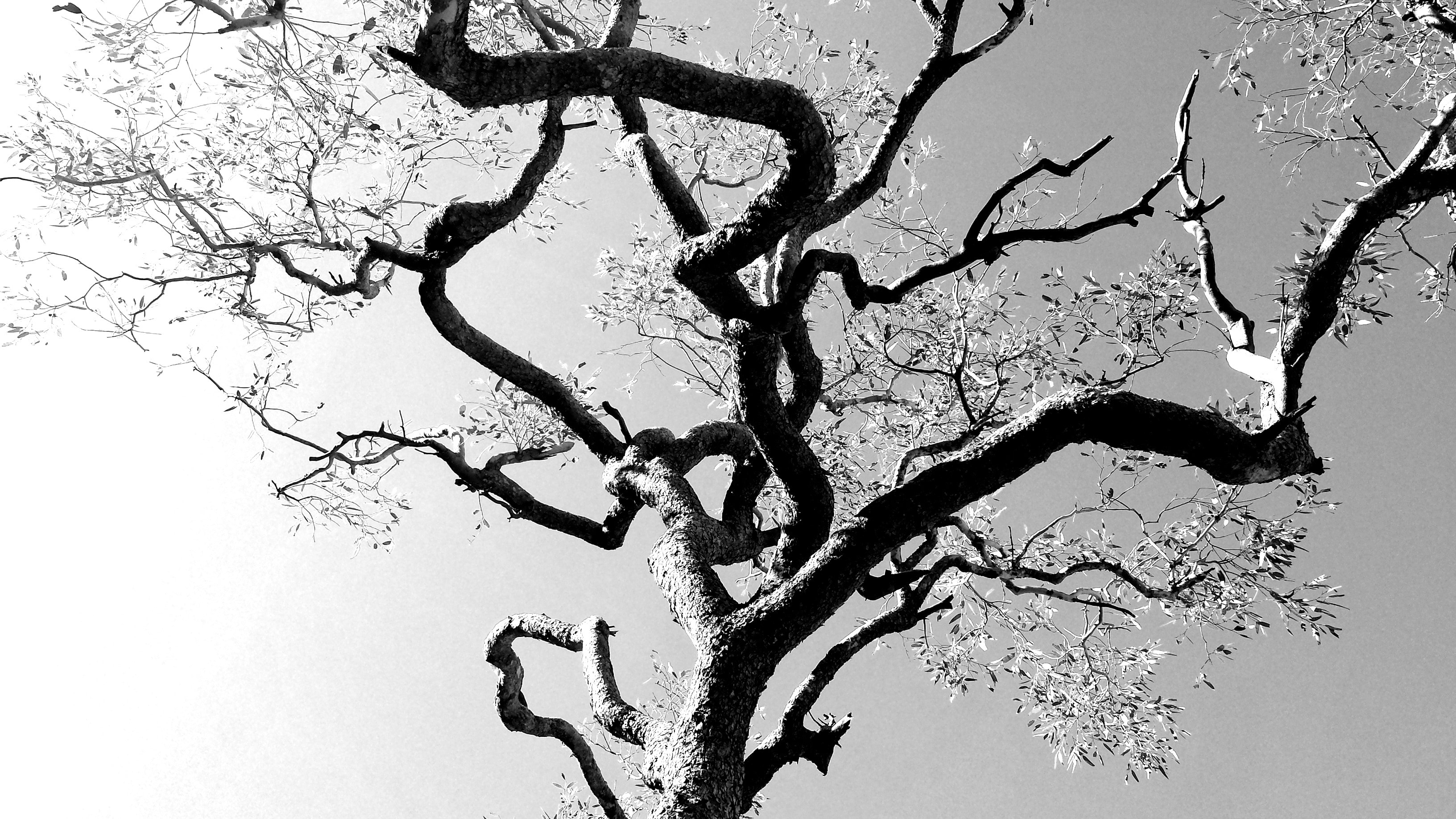 leafless tree grayscale photo