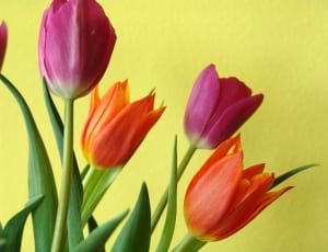 four tulips thumbnail
