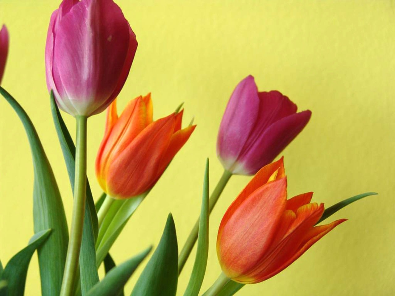 four tulips