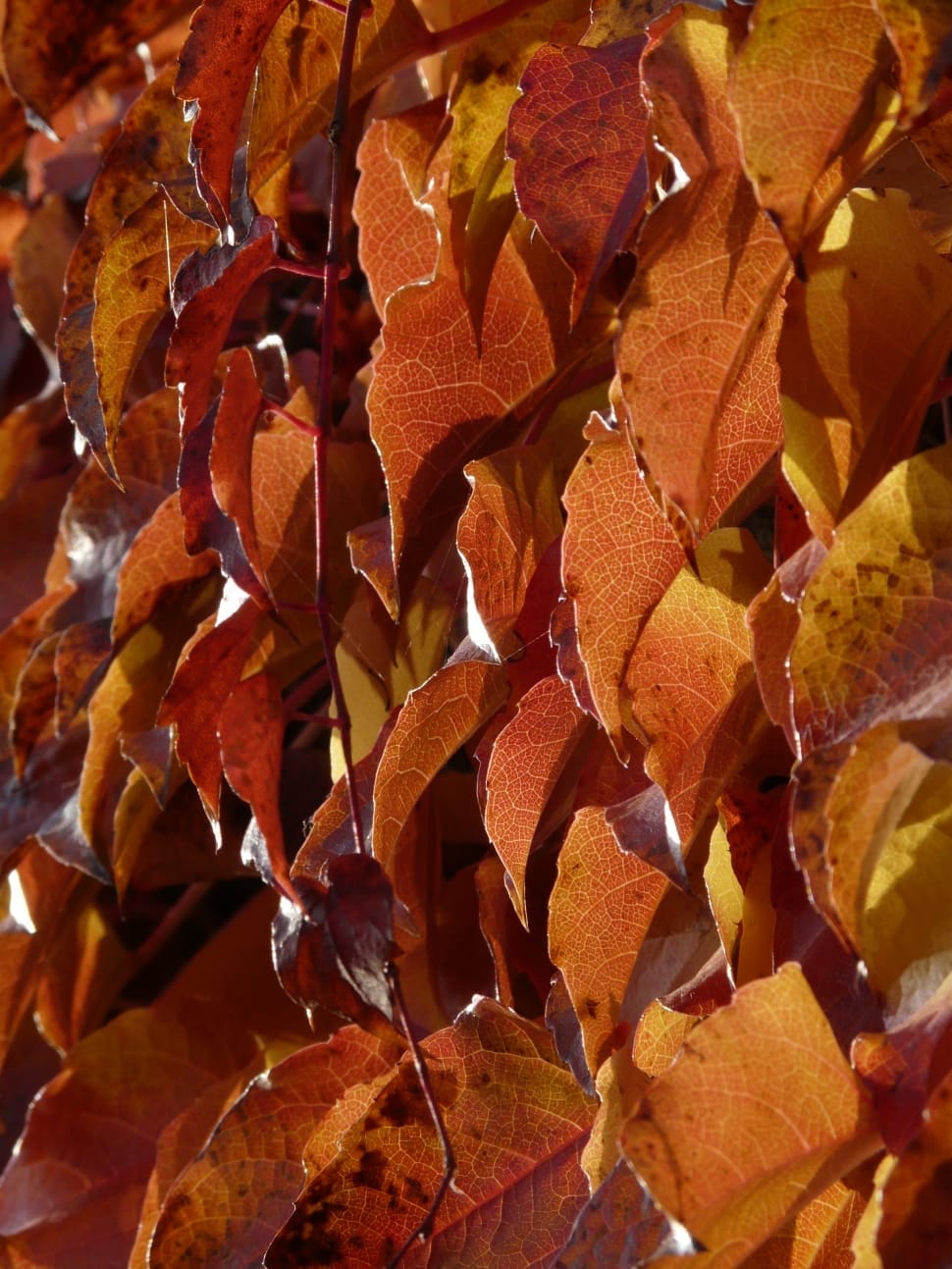 brown and orange tree leafs preview