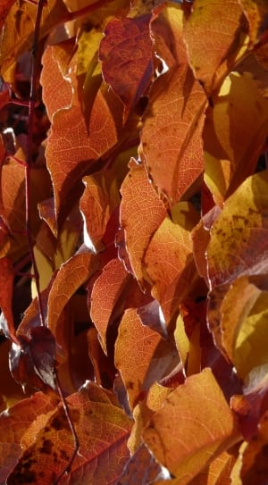 brown and orange tree leafs thumbnail