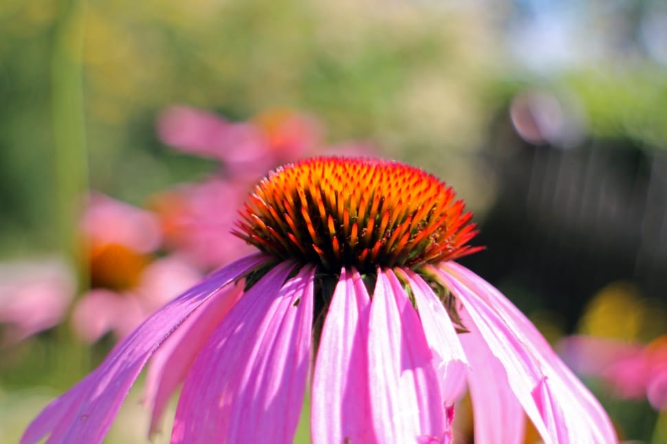 purple and orange petaled flower in selective focus photography preview