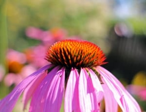 purple and orange petaled flower in selective focus photography thumbnail