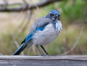 blue grey and white short beck bird thumbnail