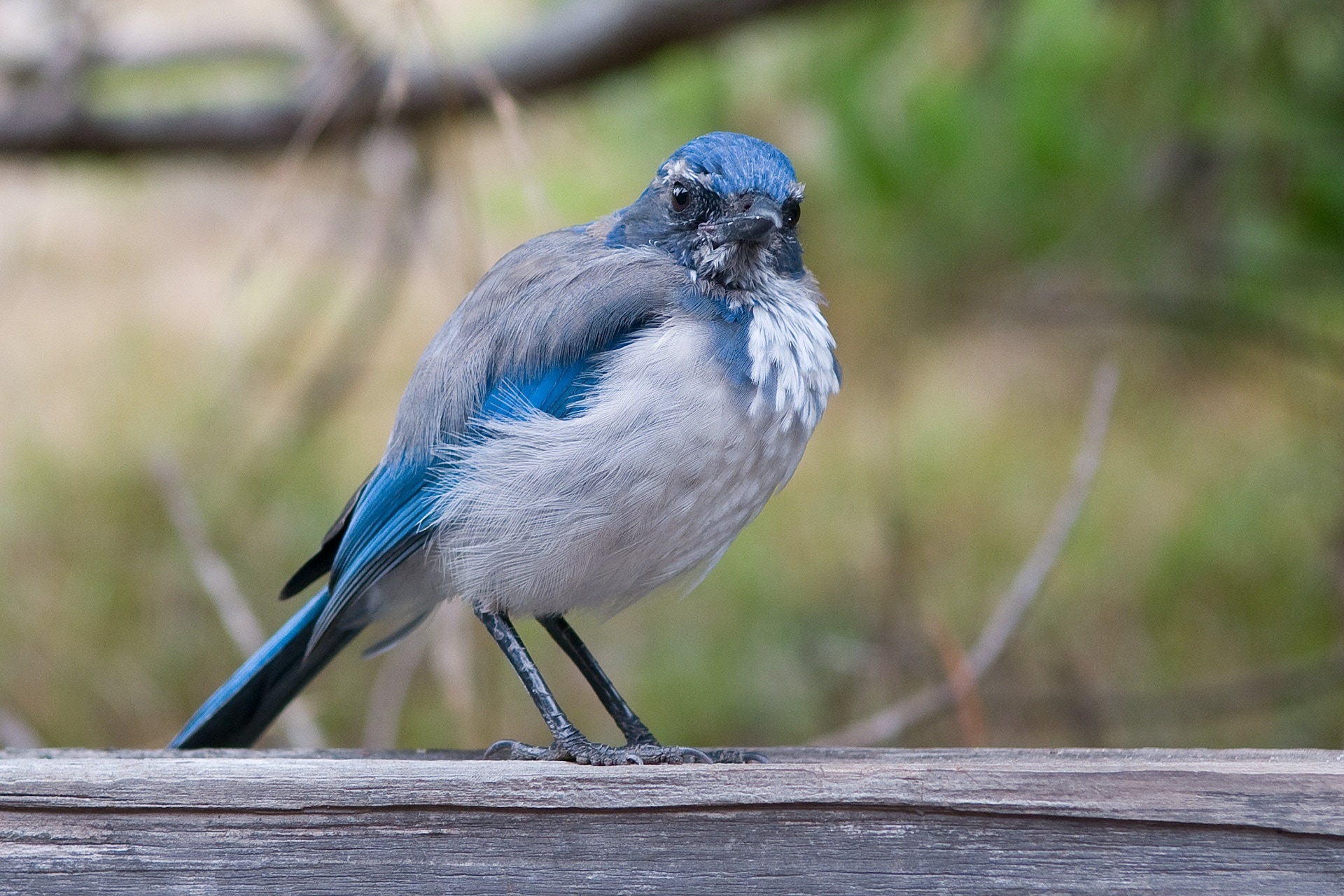 blue grey and white short beck bird