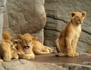 family of lion thumbnail