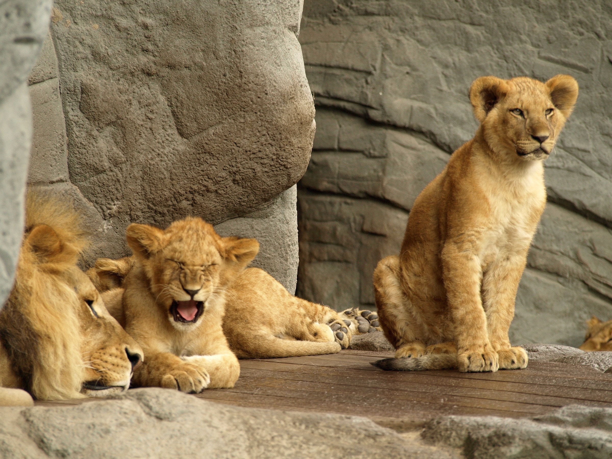 family of lion