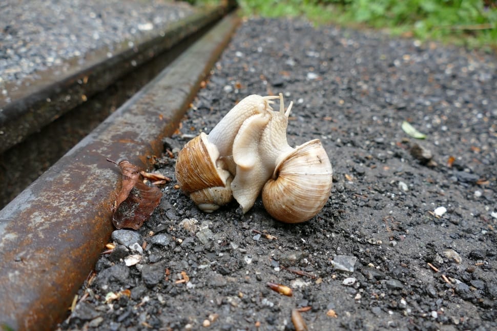 close up photography of two snails near brown metal frame during daytime preview