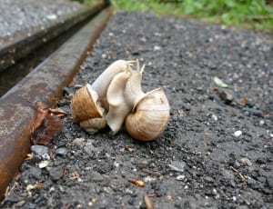 close up photography of two snails near brown metal frame during daytime thumbnail