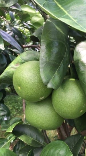 three citrus fruits and leafs shown thumbnail