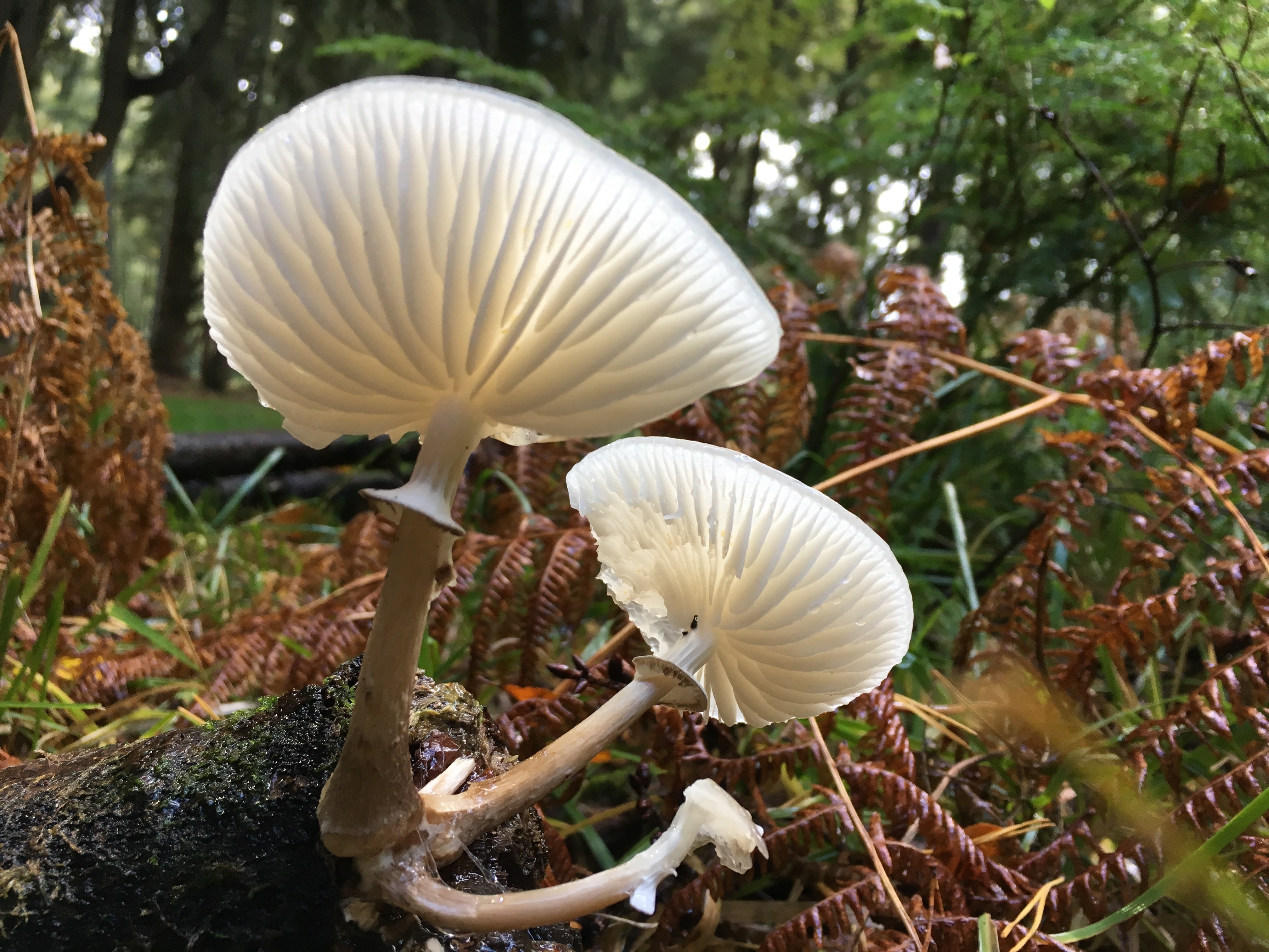 white and beige mushroom
