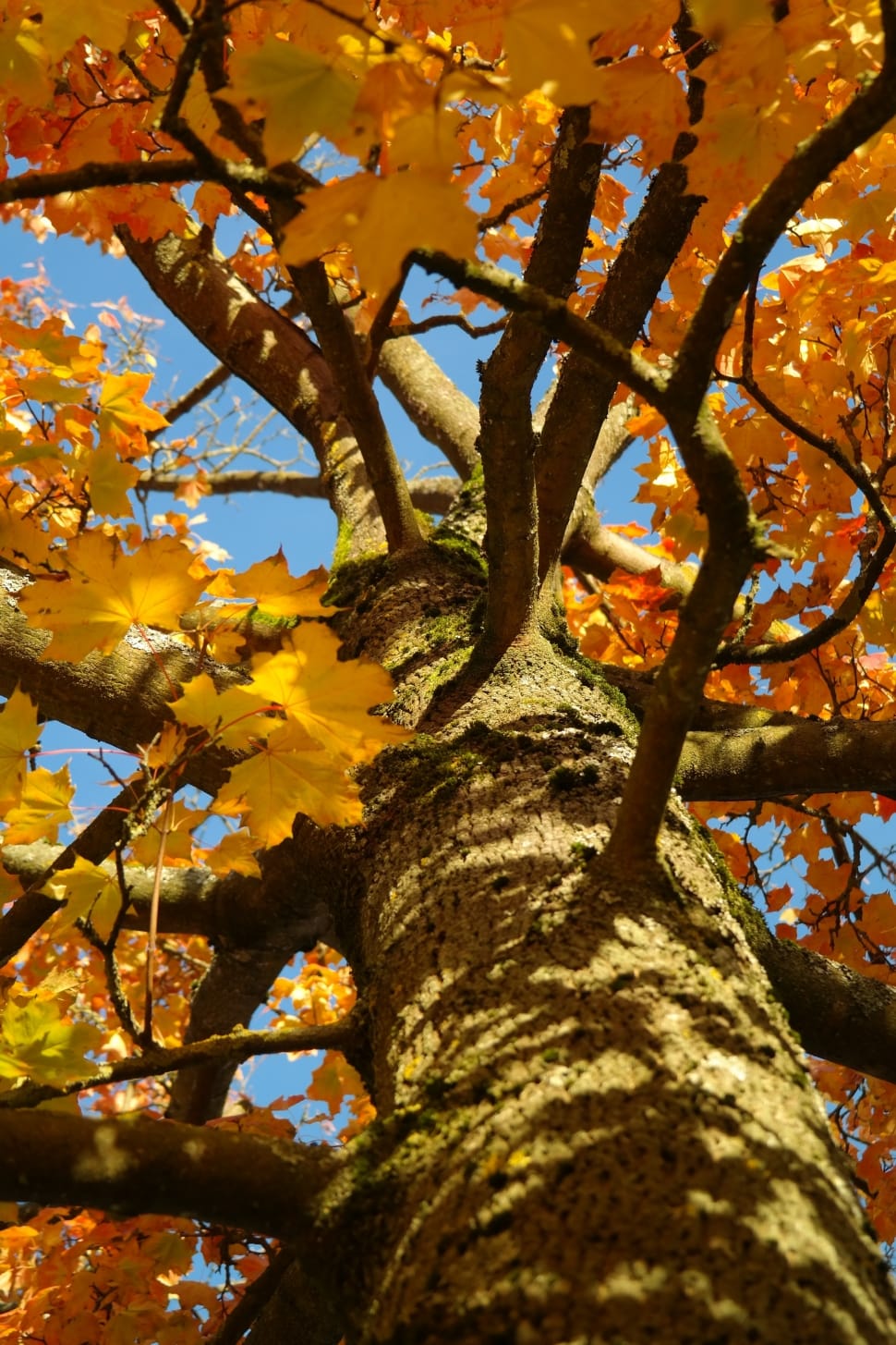 yellow leaved tree preview