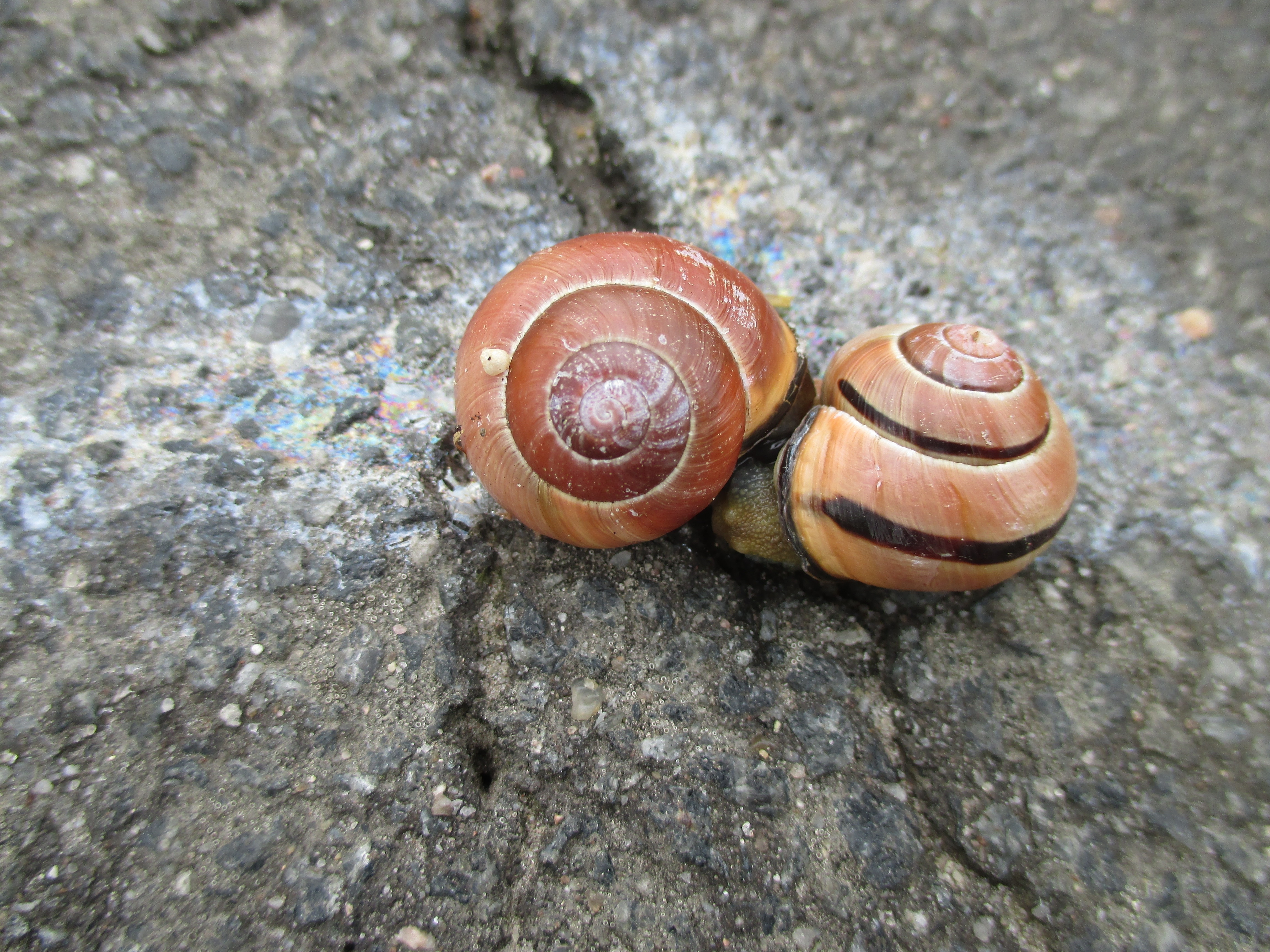 2 brown snails