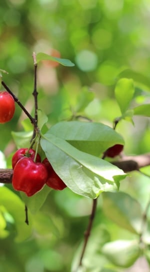 red berry tree thumbnail