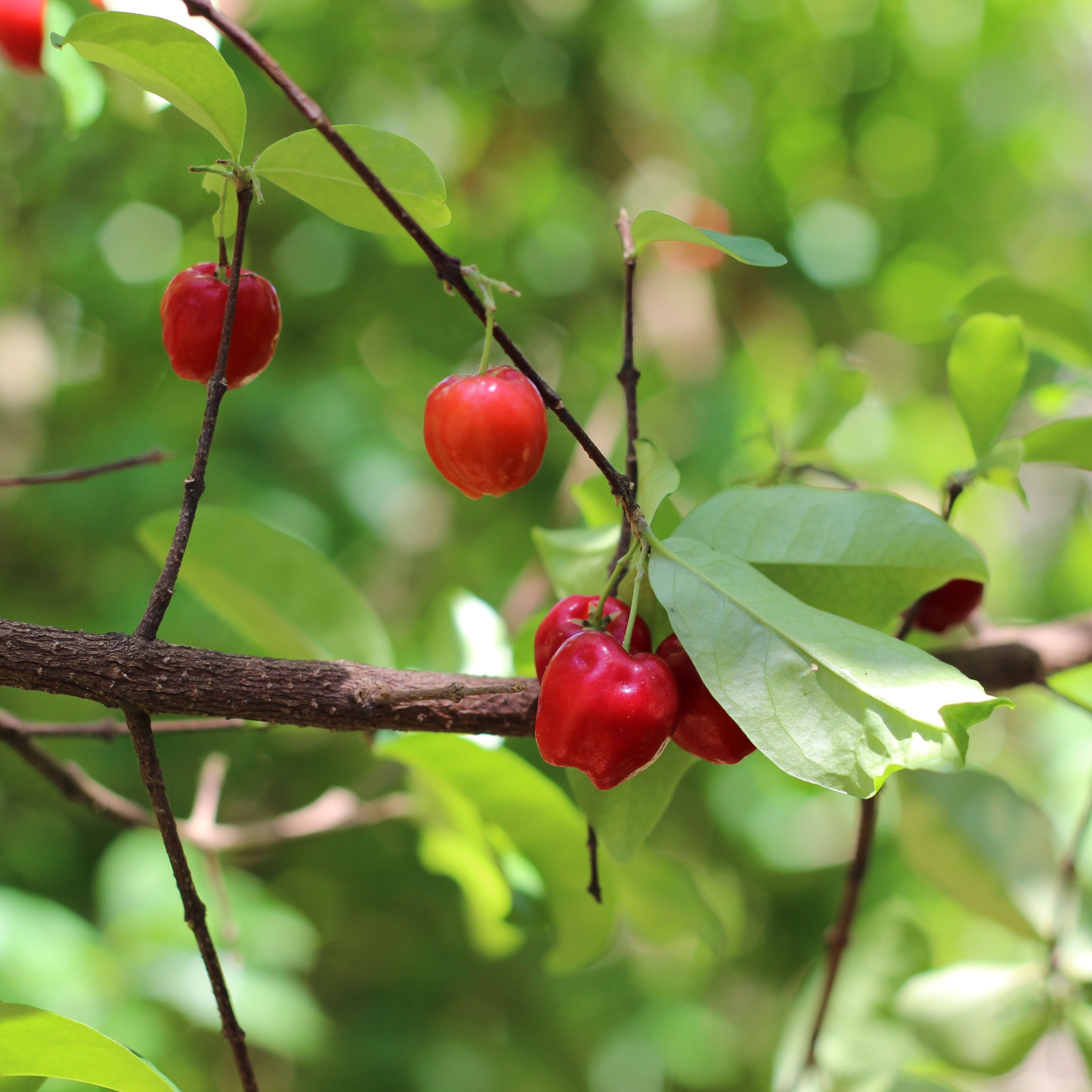 red berry tree