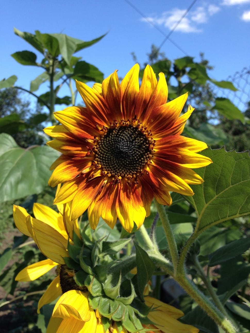 brown and yellow sunflowers preview