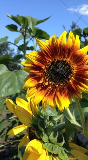 brown and yellow sunflowers thumbnail