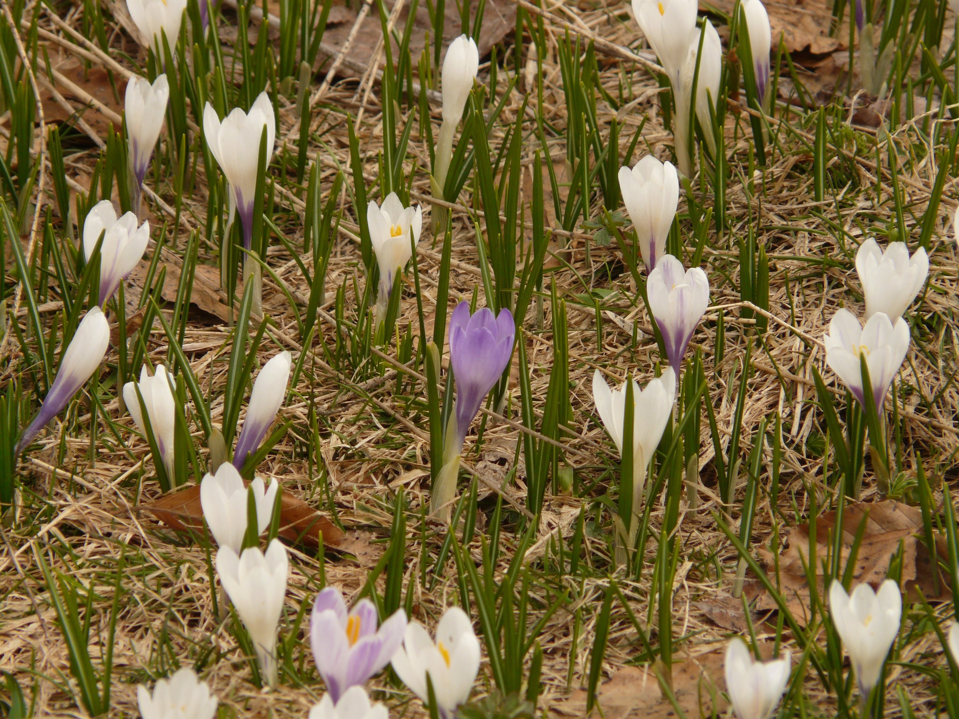 white and purple petal flowers