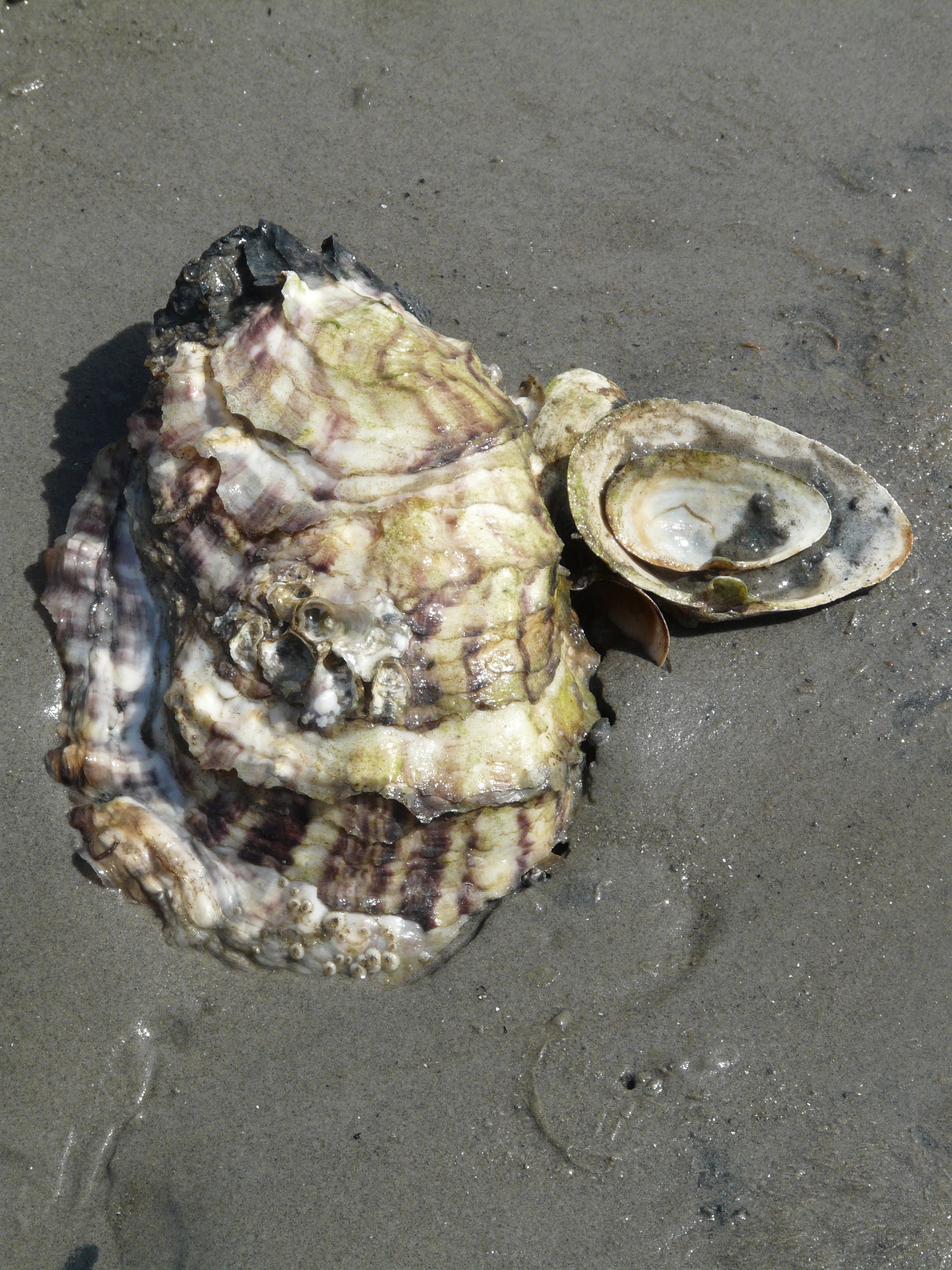 brown and gray conch shell