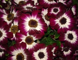 maroon and white flower bouquet thumbnail