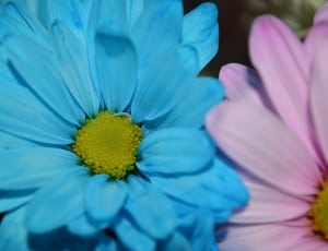 blue ad pink daisy thumbnail