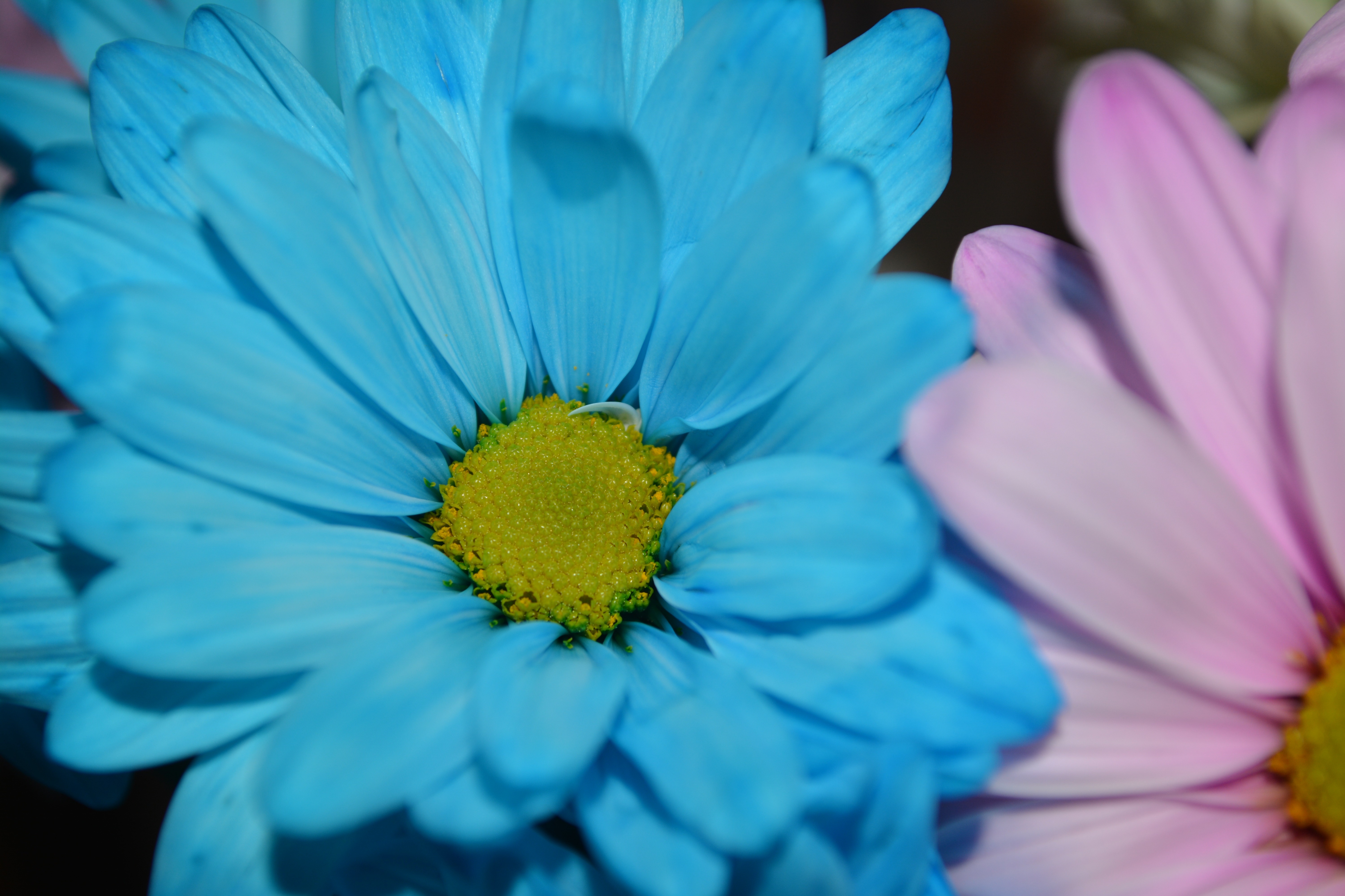 blue ad pink daisy