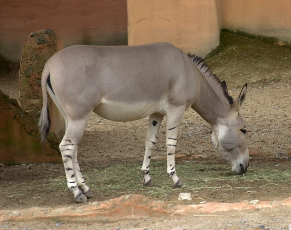 grey donkey preview