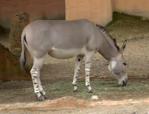 grey donkey thumbnail