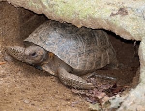 black and brown tortoise thumbnail