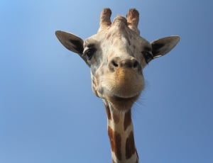 close up photography f giraffe during daytime thumbnail