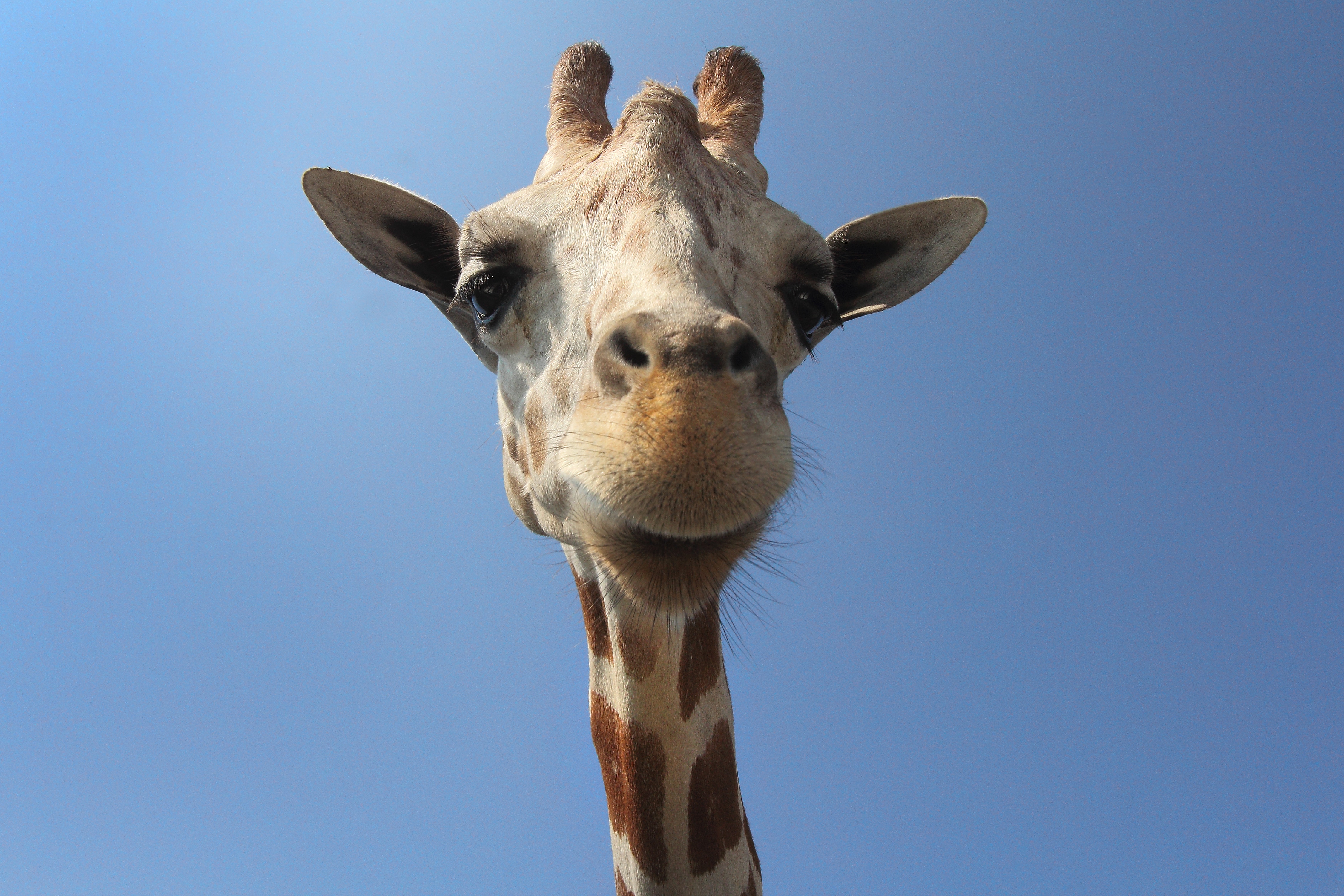 close up photography f giraffe during daytime