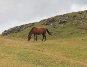 brown horse at green grass field under white sky during daytime thumbnail
