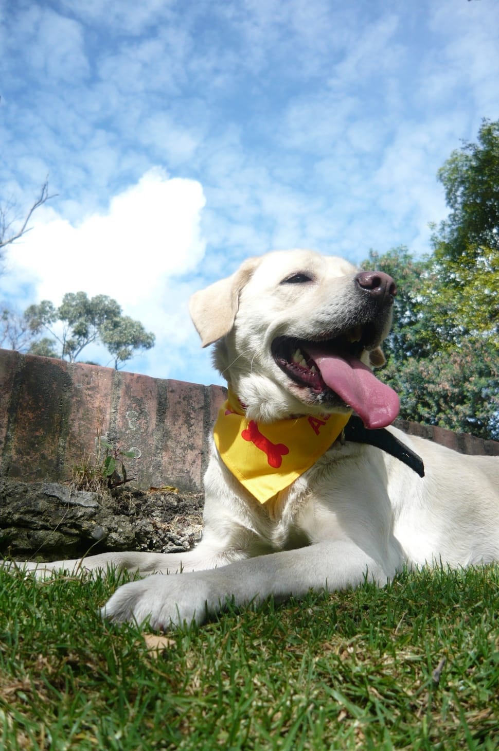 yellow labrador retriever puppy preview