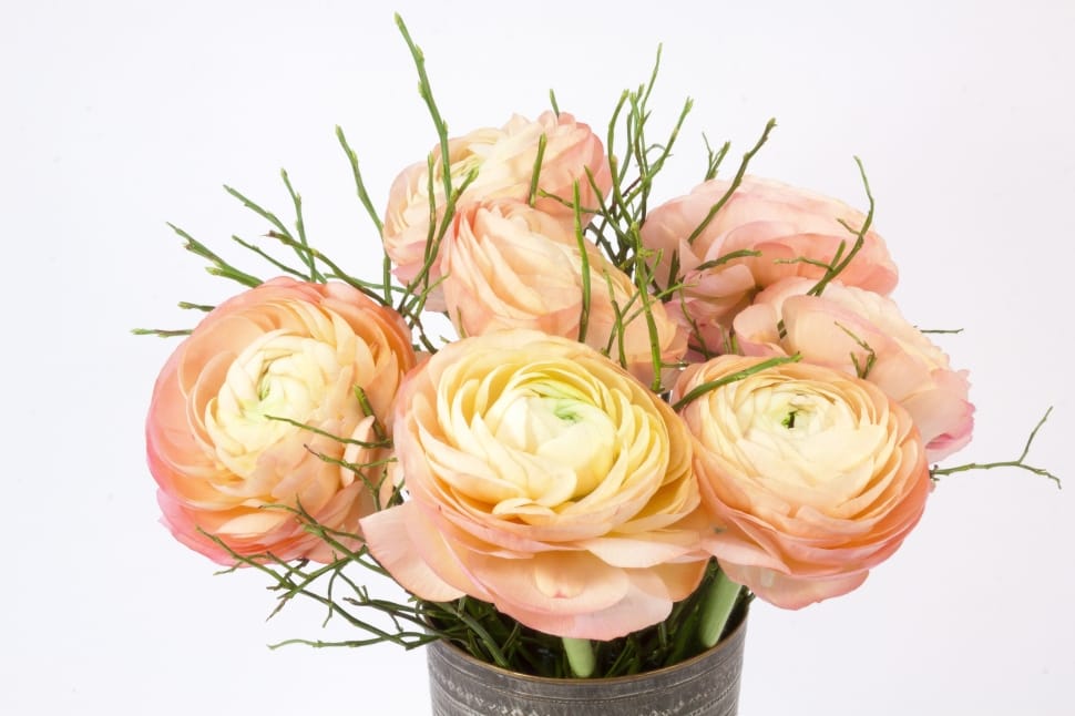 pink and beige flower preview