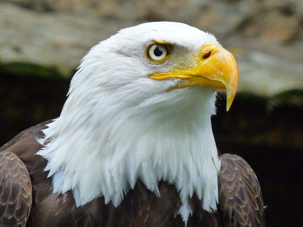 shallow focus of american bald eagle preview