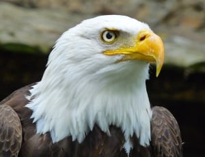 shallow focus of american bald eagle thumbnail