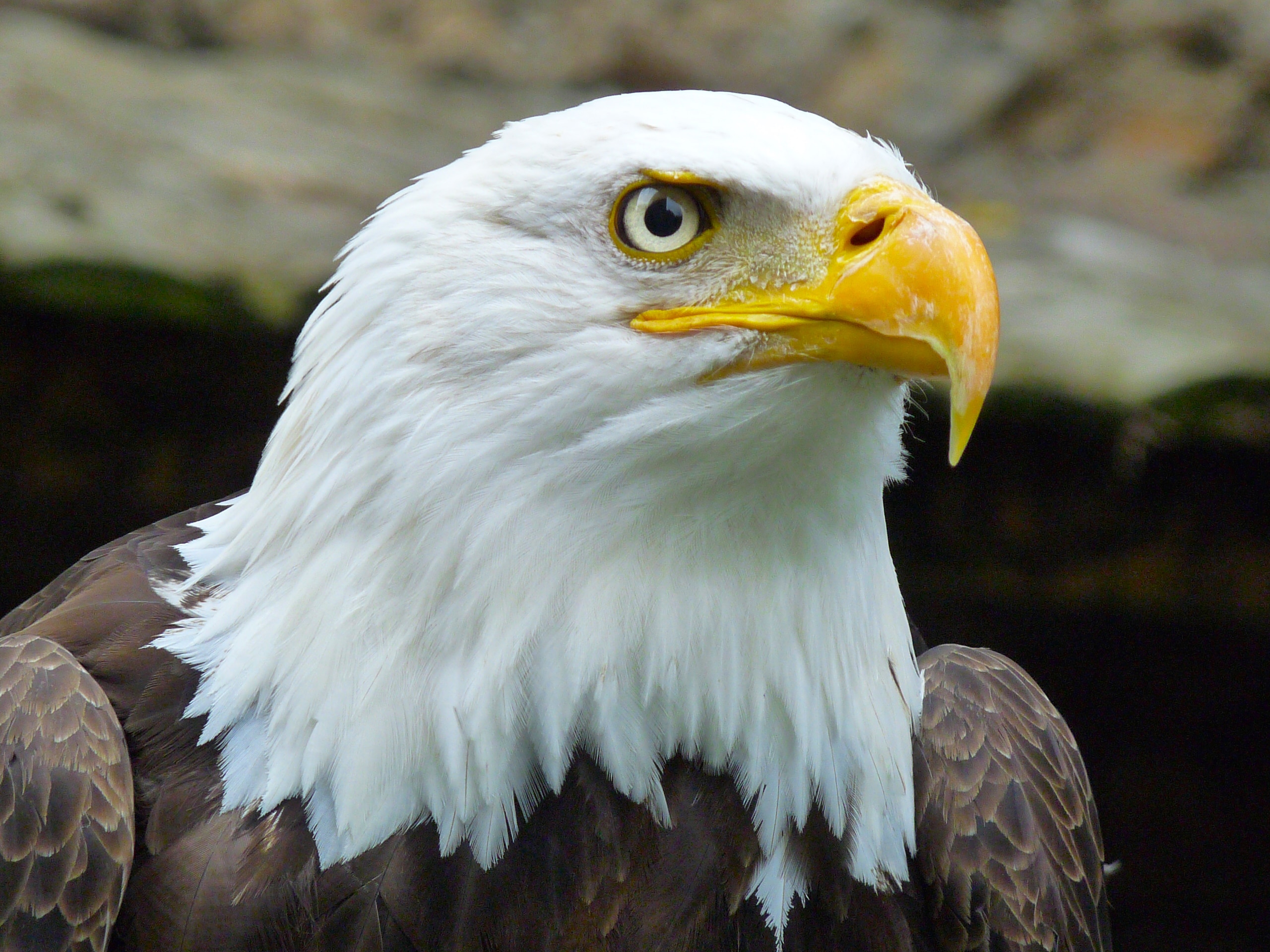 shallow focus of american bald eagle