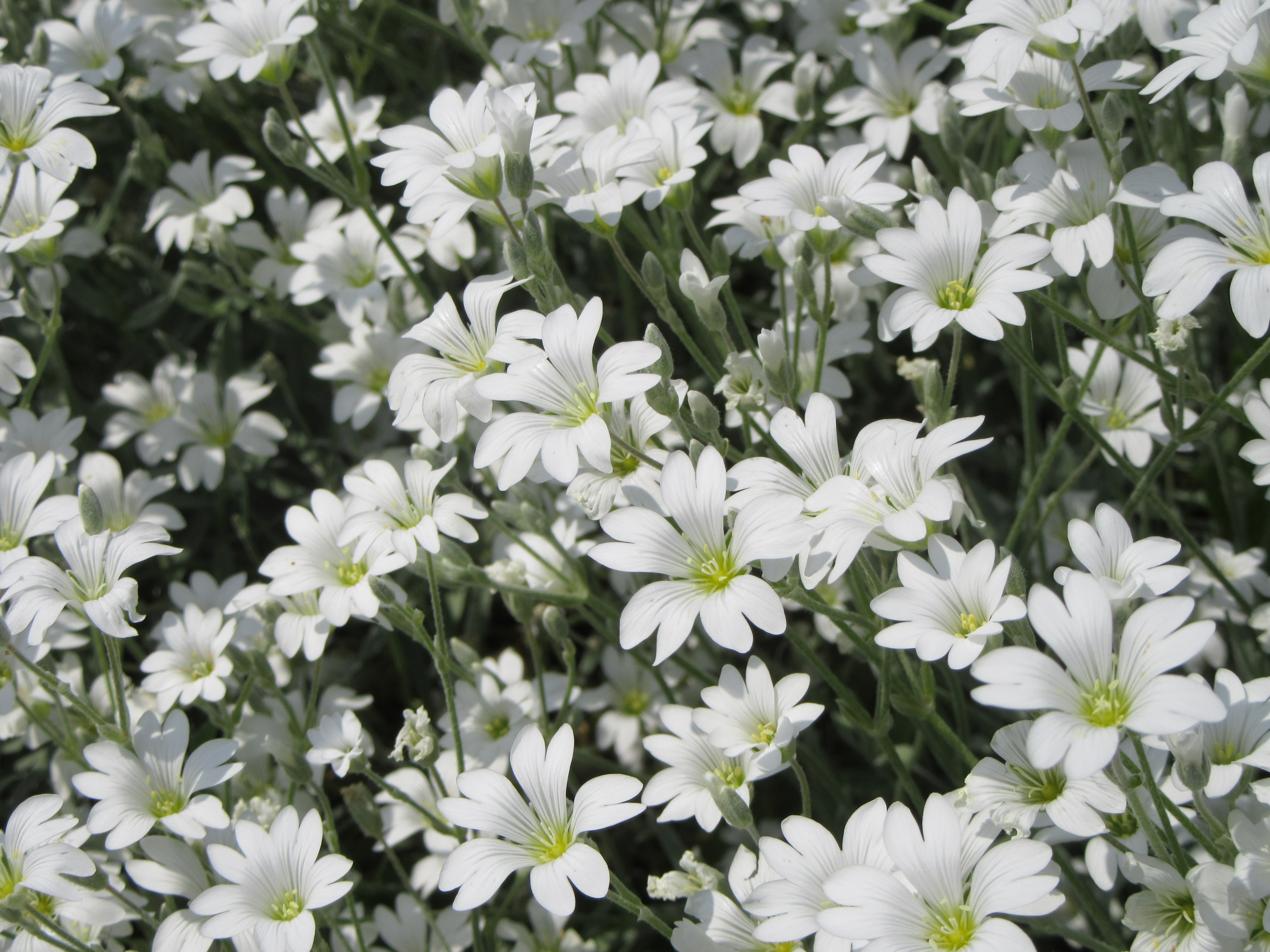 white 5 heart shaped petaled flowers