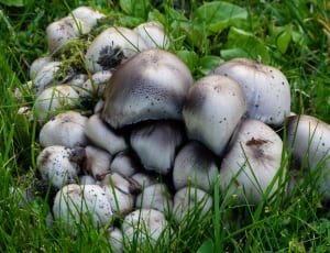grey small mushroom lot thumbnail