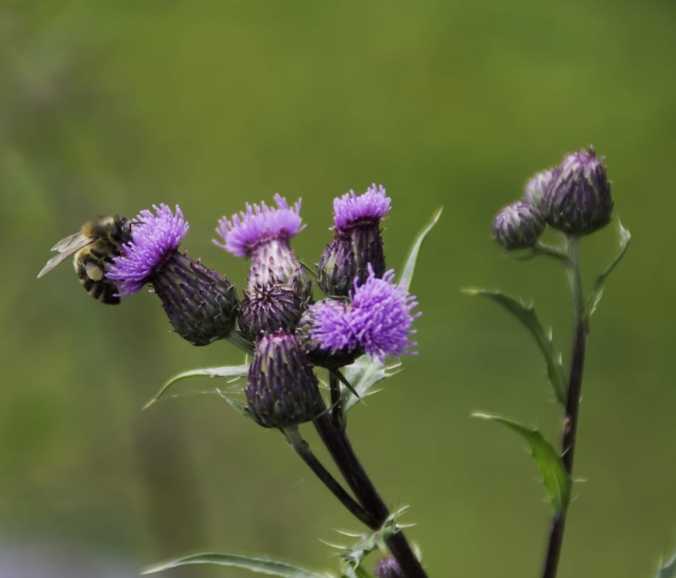 bumble bee on purple petaled flowers preview